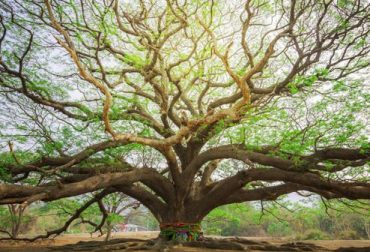 Exposition « L’Environnement se Cultive »