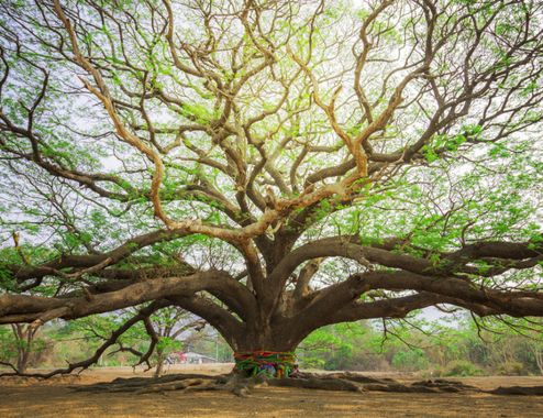 Exposition « L’Environnement se Cultive »